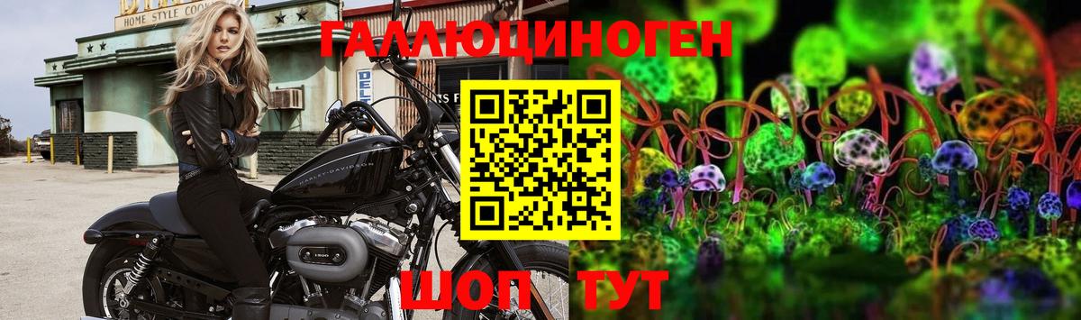 Псилоцибиновые грибы Psilocybine cubensis Тейково
